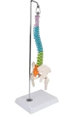 Flexible Miniaturwirbelsäule, didaktisch