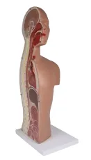 NG & Tracheostomie Torso, lebensgross