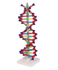 DNA Doppelhelix