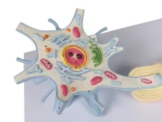 Neuron, 3000-fache Grösse, 2-teilig