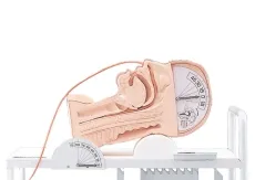 Demonstrationsmodell Schluckmechanismus