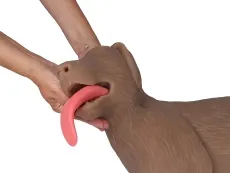 HLW Übungshund „CooPeR“
