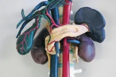 Anatomisches Modell für Ultraschallausbildung