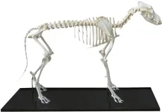Hundeskelett, montiert, grosser Hund