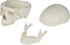 Schädelmodell, 3-teilig