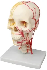 Neurovasculärer Schädel