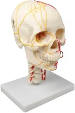 Neurovasculärer Schädel