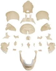 Osteopathie-Schädelmodell, 22-teilig, anatomische Ausführung
