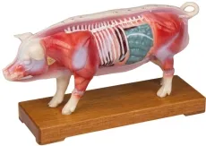 Akupunktur-Schwein