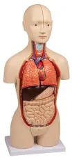 Miniaturtorso, 16-teilig, zweigeschlechtig