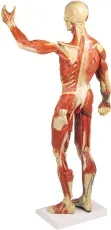 Muskelfigur, 1/3 natürliche Grösse