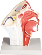 Venen des Kopfes - Anatomisches Modell