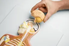 Nervensystem, ½ natürliche Grösse