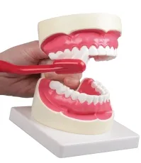 Zahnpflegemodell, 1,5-fache Grösse