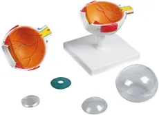 Augenmodell, 4-fache Grösse, 6-teilig
