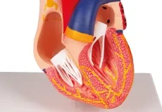 Herzmodell, 2-teilig mit Reizleitungssystem