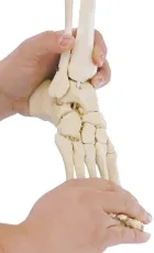 Zusatzausstattung flexibler Fuss, rechts