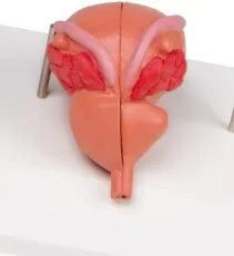 Prostata Modell, 2-teilig