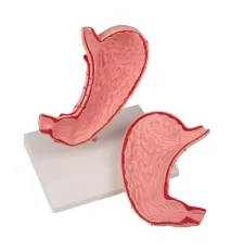 Magenmodell, natürliche Grösse, 2-teilig