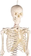 Miniatur-Skelett „Patrick“