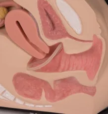 Weibliches Genitalorgan