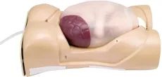 Schwangerschafts-Untersuchungs-Modell mit Herzton-Simulation