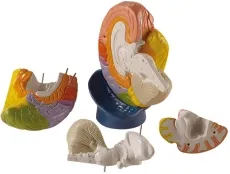 Modell der Gehirnregionen, 4-teilig, 2-fache Grösse