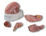 Anatomisches Gehirnmodell 5-teilig