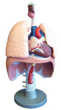 Atmungsorgane-Modell