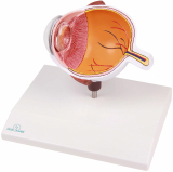 Augenhälfte vergrössert - EZ Augmented Anatomy