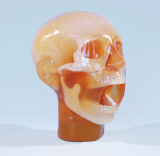 Dental Röntgen-Phantomkopf