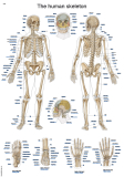 Englische Lehrtafel "The human skeleton", 50x70cm