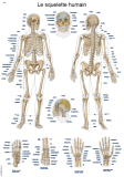 Französische Lehrtafel "Le squelette humain", 50x70cm
