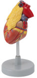 Herz mit Thymusdrüse