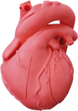 Herz-Modell rot