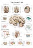 Lehrtafel Das menschliche Gehirn