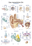 Lehrtafel Das menschliche Ohr