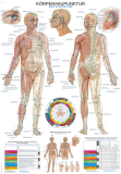 Lehrtafel Körperakupunktur