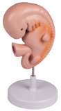 Menschlicher Embryo, 4 Wochen - Modell
