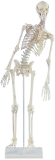Miniatur-Skelett Fred