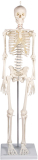 Miniatur-Skelett Patrick