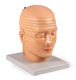 Scheiben-Kopfmodell