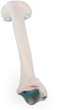 Tibia (Schienbein) Modell