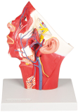 Venen des Kopfes - Anatomisches Modell