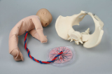 Weibliches Beckenmodell mit Fetuspuppe, Nabelschnur und Plazenta
