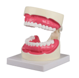 Zahnpflegemodell, 1,5-fache Grösse