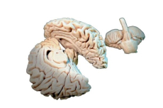 Gehirn Set (3 Teile)