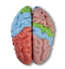 Gehirnmodell 5-teilig (funktionell, regional & lebensgross)