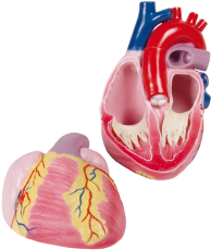 Grosses Herzmodell, 3-fache Lebensgrösse, 2 Teile