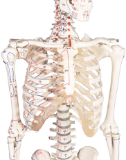 Miniatur-Skelett „Daniel“ mit Muskelmarkierungen